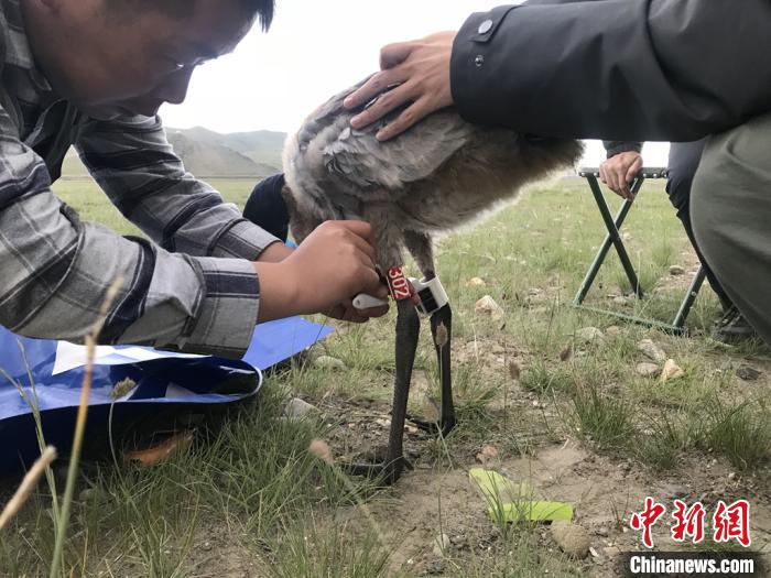 圖為研究人員為黑頸鶴佩戴GPS跟蹤設(shè)備。祁連山國(guó)家公園青海省管理局供圖