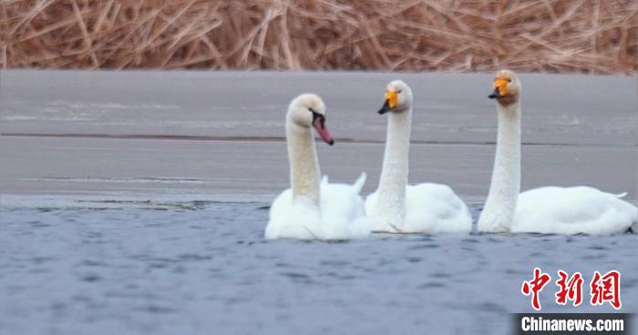 圖為疣鼻天鵝與大天鵝?！∏嗪?guó)家公園觀鳥(niǎo)協(xié)會(huì)供圖 攝