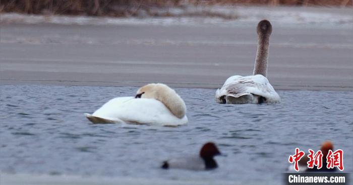 圖為疣鼻天鵝水面休憩?！∏嗪?guó)家公園觀鳥協(xié)會(huì)供圖 攝