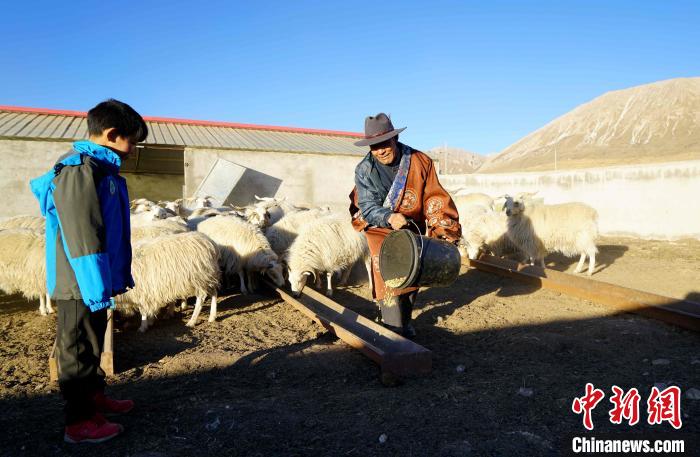 圖為哇保和孫子正在喂羊。　才項什姐 攝