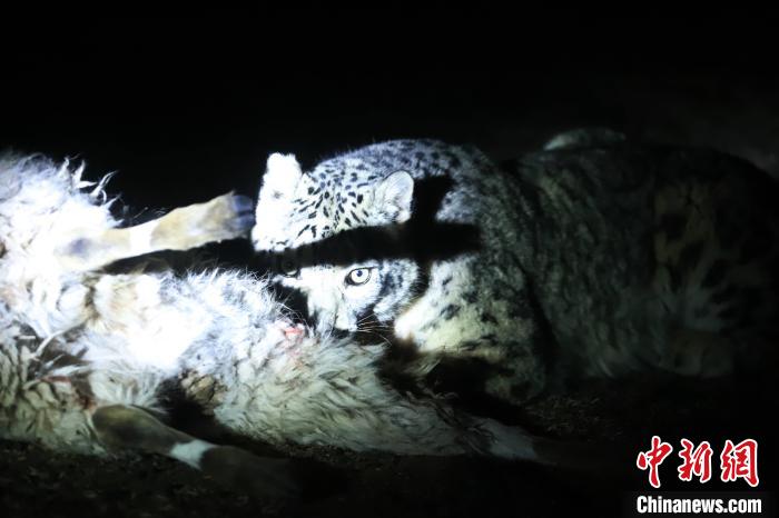 長(zhǎng)江源、瀾滄江源啟動(dòng)旗艦物種雪豹及棲息地保護(hù)項(xiàng)目