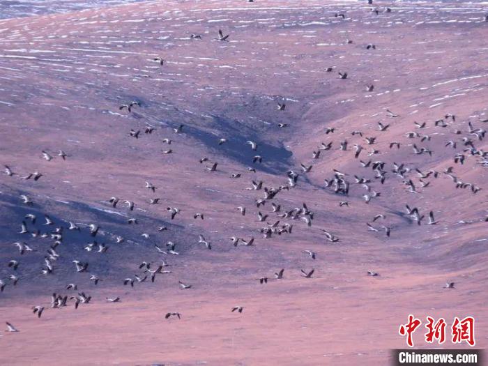 圖為黑頸鶴翔集于青海嘉塘草原上。　青海省玉樹藏族自治州稱多縣委宣傳部供圖