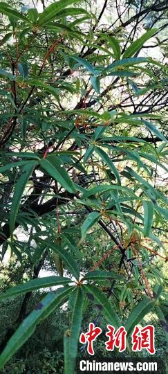 被稱為植物界“大熊貓”的五小葉槭植物。　康定市委宣傳部供圖
