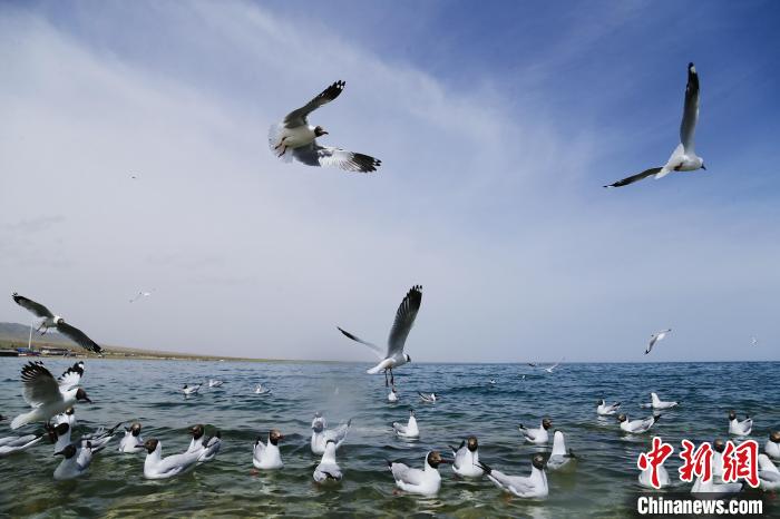 圖為水鳥在青海湖飛翔?！●R銘言 攝