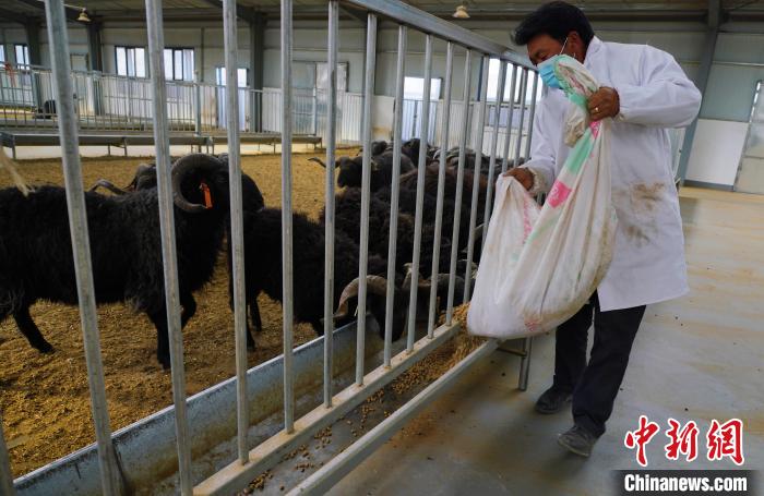 圖為飼養(yǎng)員給黑藏羊喂食?！●R銘言 攝
