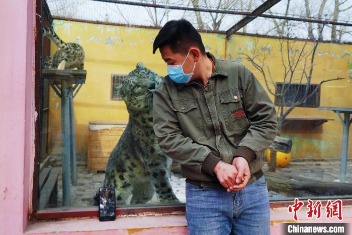 圖為雪豹“奶爸”史壽軍直播休息時與雪豹互動。　馬銘言 攝