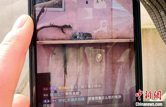 圖為雪豹“奶爸”史壽軍正在直播。　馬銘言 攝