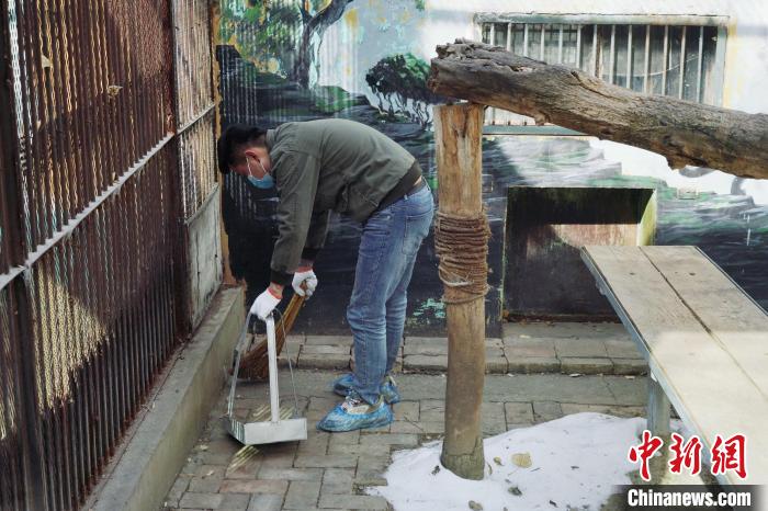 圖為雪豹“奶爸”史壽軍正在打掃豹館衛(wèi)生?！●R銘言 攝