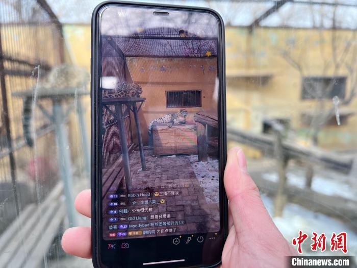 圖為雪豹“奶爸”史壽軍正在直播。　馬銘言 攝