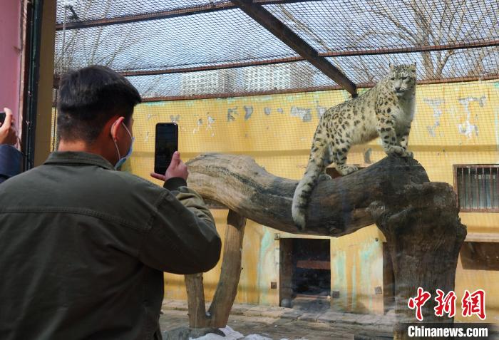 圖為雪豹“奶爸”史壽軍正在直播。　馬銘言 攝