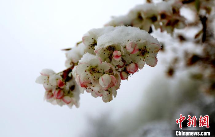 花兒被冰雪覆蓋。　李永安 　攝