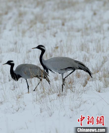 在若爾蓋濕地的蓑羽鶴?！∩袞|機(jī) 攝