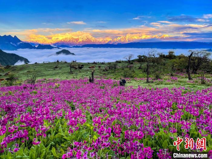 春天的牛背山花海?！∮稳仄?攝