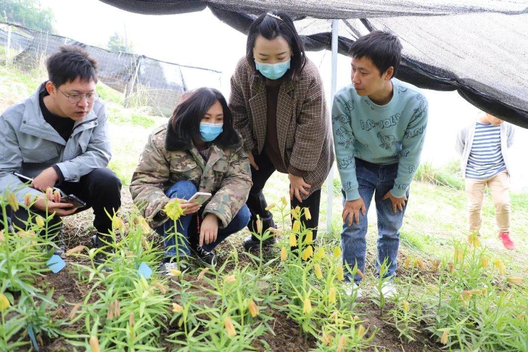 彭州對口支援工作組隊項目組查看瓦布貝母種植情況。彭州市宣傳部供圖