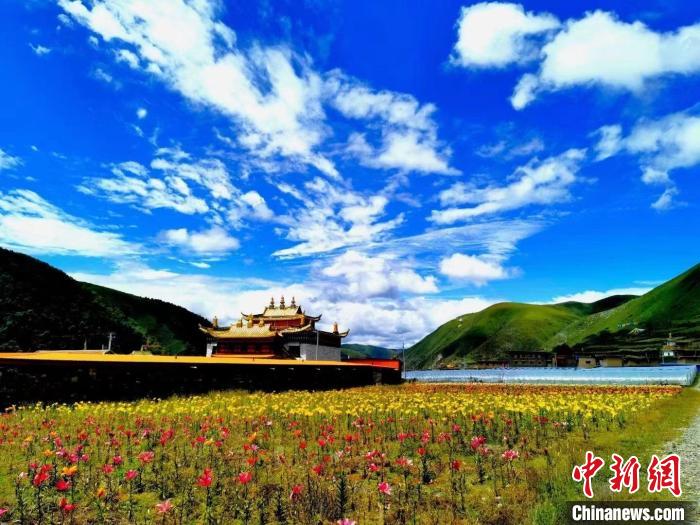 近百畝百合花競(jìng)相開(kāi)放，景色誘人?！∪捞量h委宣傳部供圖