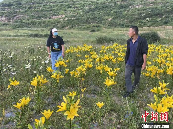 村民采摘百合花。　壤塘縣委宣傳部供圖