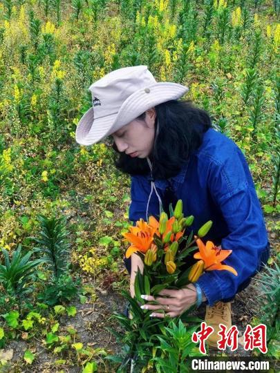 村民采摘百合花。　壤塘縣委宣傳部供圖