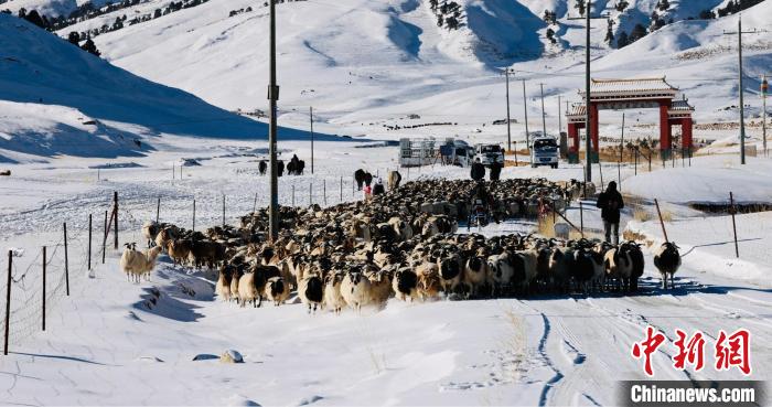 圖為村民在雪地上放牧?！《继m縣融媒體中心供圖
