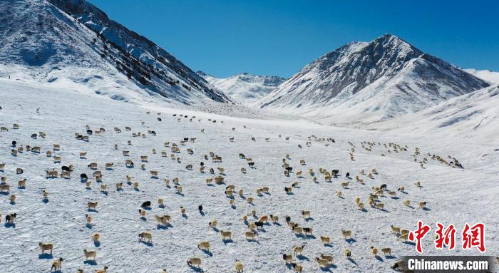 圖為羊群在雪地里覓食?！《继m縣融媒體中心供圖
