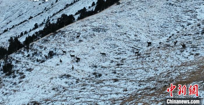 圖為巖羊和馬鹿集體在雪地里休憩?！《继m縣融媒體中心 供圖
