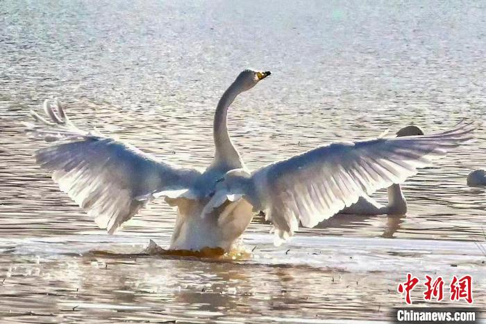 圖為一只大天鵝在水中沐浴?！?yán)桉 攝