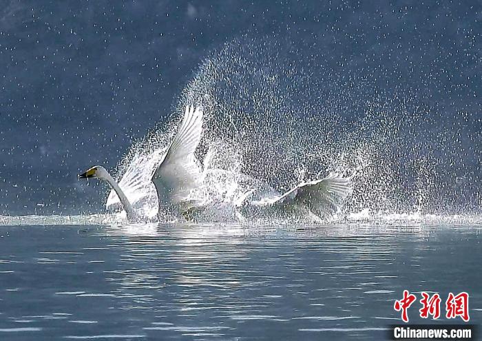 圖為大天鵝在水中嬉戲。　嚴(yán)桉 攝