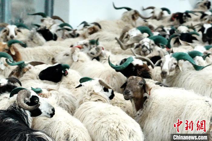 圖為被評為國家農(nóng)產(chǎn)品地理標(biāo)志保護(hù)產(chǎn)品的剛察藏羊進(jìn)場入圈?！〔讨绢?攝