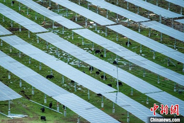柯拉光伏板距地面高度超過1.8米，可滿足植被生長需要，又能保障牛羊放牧空間，實(shí)現(xiàn)“牧光”互補(bǔ)。　劉忠俊 攝