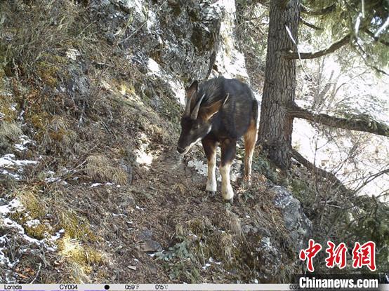 圖為相同位點(diǎn)記錄到的國(guó)家二級(jí)重點(diǎn)保護(hù)野生動(dòng)物—中華鬣羚?！≈袊?guó)科學(xué)院昆明動(dòng)物研究所提供