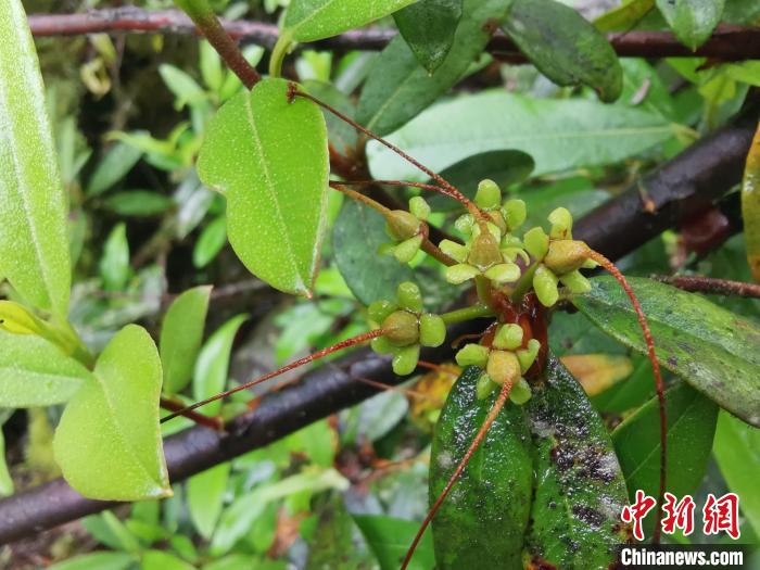 圖為折萼杜鵑果實圖。　中科院昆明植物研究所提供