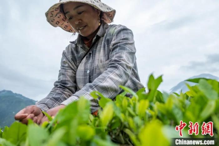 圖為墨脫縣背崩鄉(xiāng)門巴族民眾采摘茶葉。