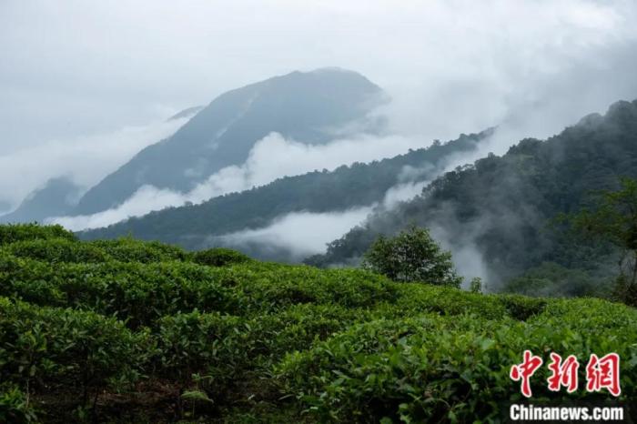 墨脫縣背崩鄉(xiāng)的高山茶場。
