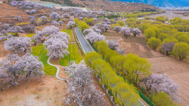 林芝桃花盛開。 張靜攝