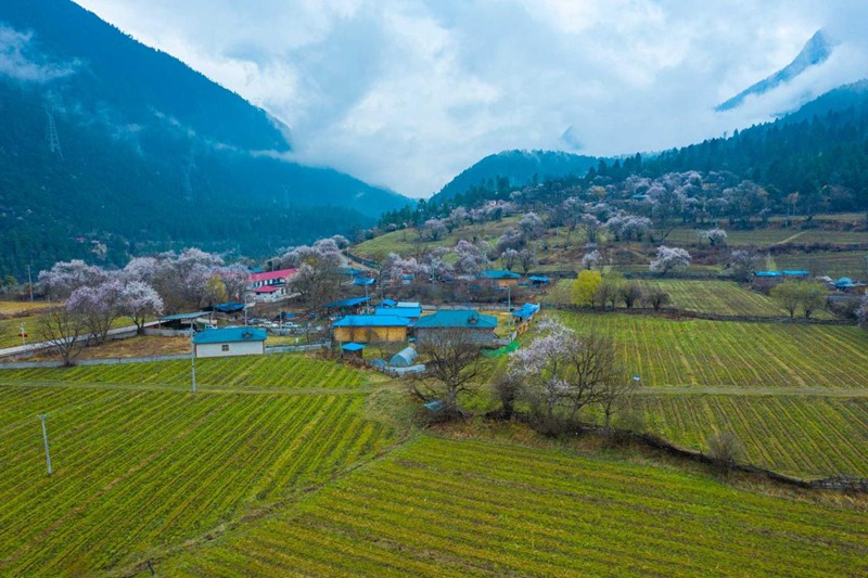 桃花村。 張靜攝