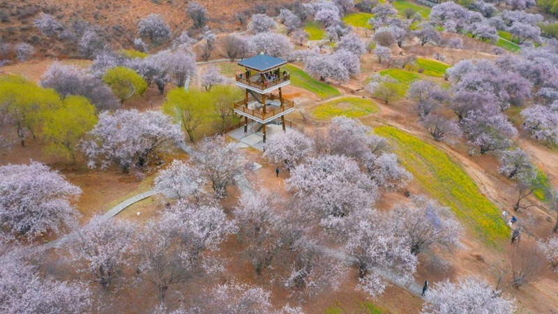 林芝嘎拉村。 張靜攝
