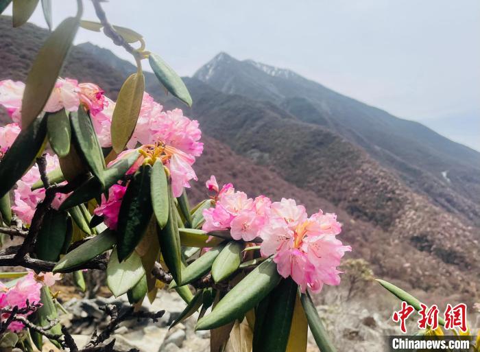 近日，西藏自治區(qū)山南市加查縣索囊溝的杜鵑花競相綻放?！∪轿木?攝