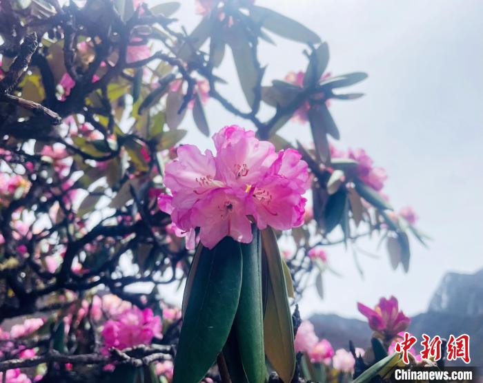 近日，西藏自治區(qū)山南市加查縣索囊溝的杜鵑花競相綻放。　冉文娟 攝