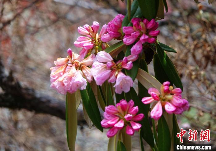 近日，西藏自治區(qū)山南市加查縣索囊溝的杜鵑花競相綻放?！∪轿木?攝