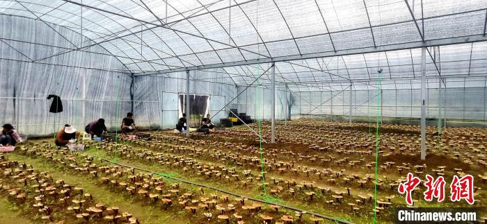 圖為紅太陽(yáng)科技示范家庭農(nóng)場(chǎng)組織民眾采收靈芝?！∑酱胪喙﹫D