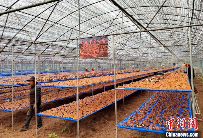 圖為紅太陽(yáng)科技示范家庭農(nóng)場(chǎng)采收的靈芝?！∑酱胪喙﹫D