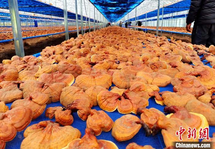 圖為紅太陽(yáng)科技示范家庭農(nóng)場(chǎng)采收的靈芝。　平措旺青供圖