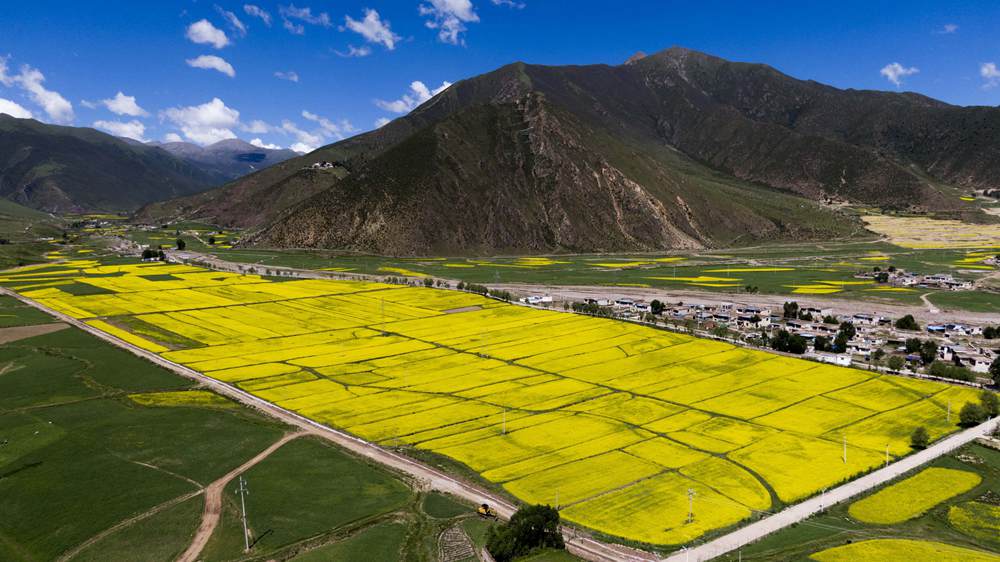 西藏墨竹工卡縣油菜農(nóng)田。
