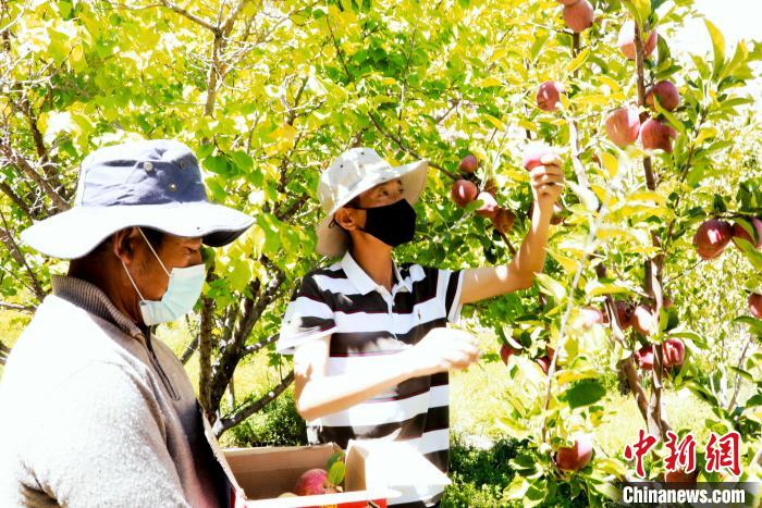 圖為西藏阿里札達(dá)縣底雅鄉(xiāng)村民在自家果園采摘果實(shí)?！“⑼?攝