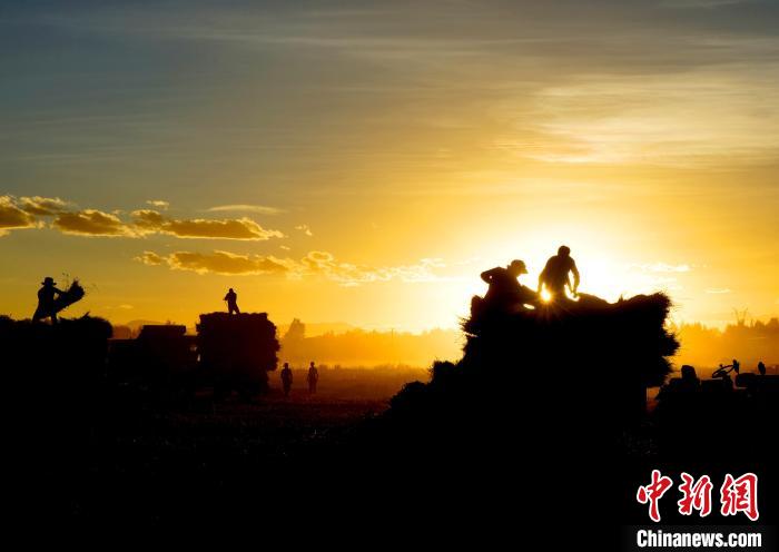 圖為夕陽(yáng)下農(nóng)民正在收割青稞?！∪湛t文聯(lián)供圖