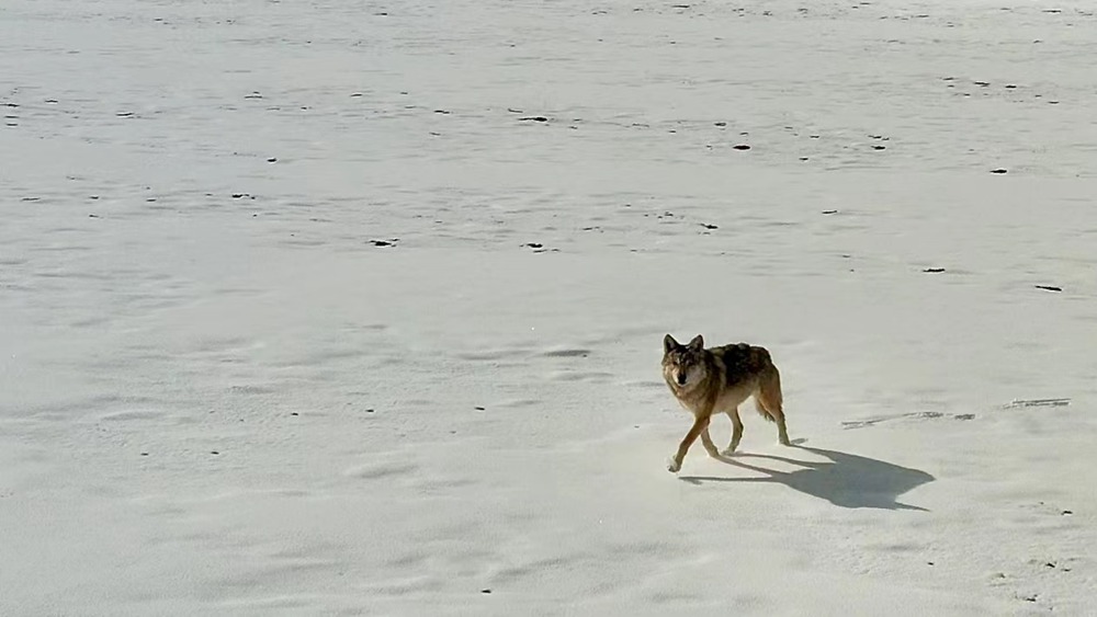 雪地里的阿里“狼”。