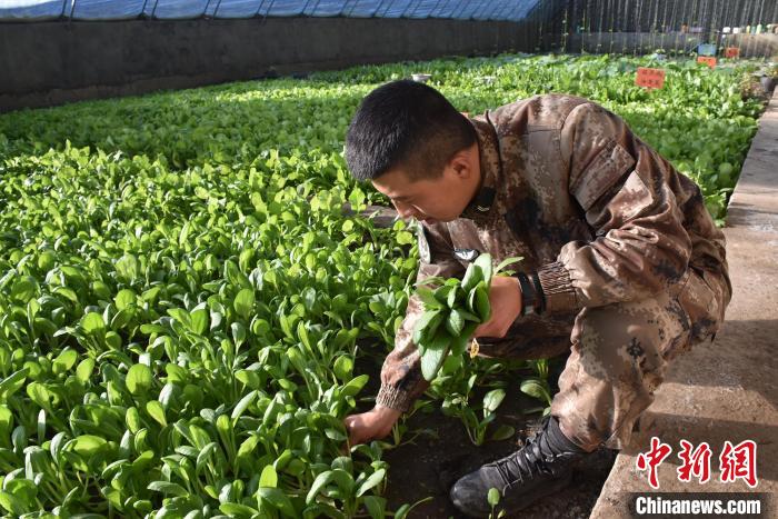 圖為阿里軍分區(qū)某邊防團(tuán)官兵在溫室摘菜?！￡悋[岳 攝