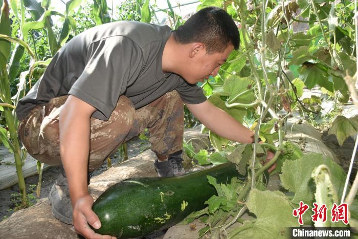 圖為阿里軍分區(qū)某邊防團(tuán)官兵在溫室摘菜。　陳嘯岳 攝