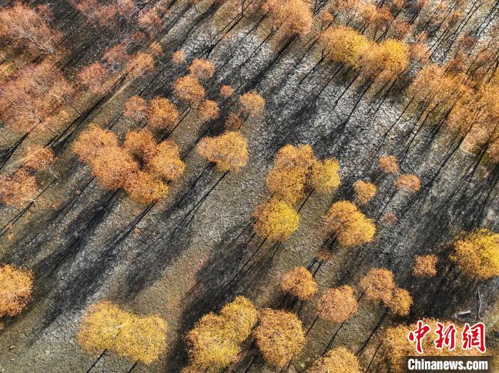 入冬時節(jié)，雅魯藏布江畔的樹林一片金黃?！《拘?攝