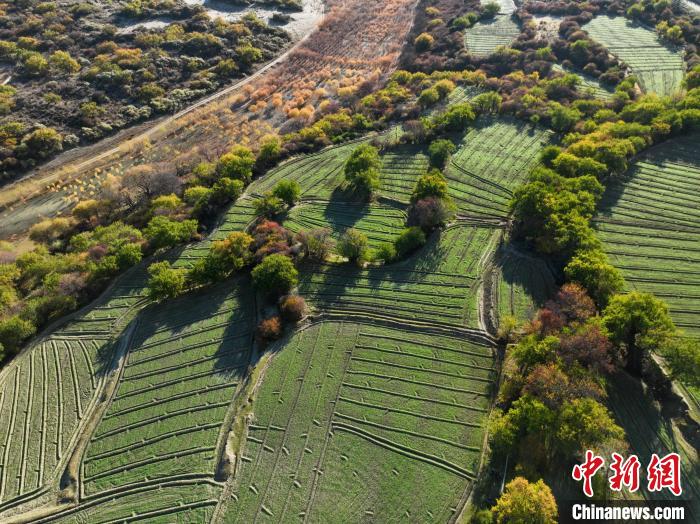 圖為11月8日，雅魯藏布江畔的高原梯田?！《拘?攝