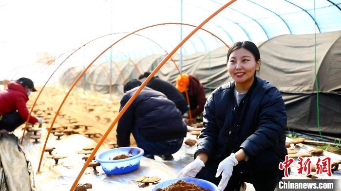 圖為農(nóng)民采收靈芝孢子粉?！∴嚢?攝